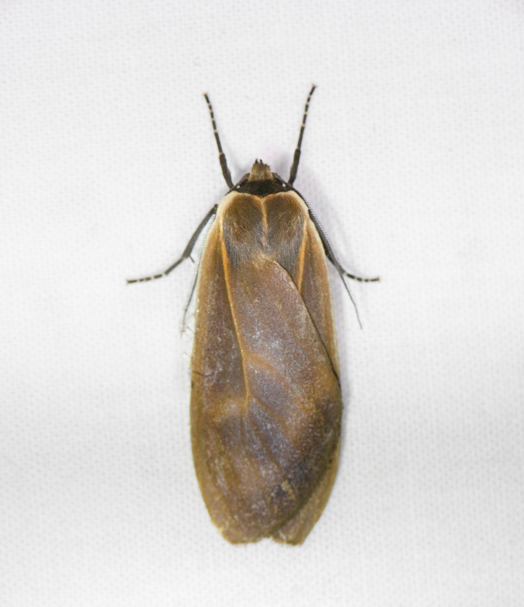 Onythes pallidicosta, Ot&uacute;n Quimbaya Fauna and Flora Sanctuary, Colombia  Colombia,Colombia 2022,Geotagged,Onythes pallidicosta,Ot&uacute;n Quimbaya Fauna and Flora Sanctuary,South America,Summer,World