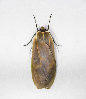 Onythes pallidicosta, Ot&uacute;n Quimbaya Fauna and Flora Sanctuary, Colombia  Colombia,Colombia 2022,Geotagged,Onythes pallidicosta,Ot&uacute;n Quimbaya Fauna and Flora Sanctuary,South America,Summer,World