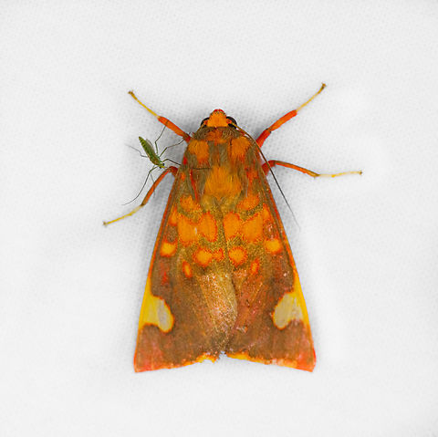 Melese peruviana, Ot&uacute;n Quimbaya Fauna and Flora Sanctuary, Colombia  Colombia,Colombia 2022,Geotagged,Melese peruviana,Ot&uacute;n Quimbaya Fauna and Flora Sanctuary,South America,Summer,World