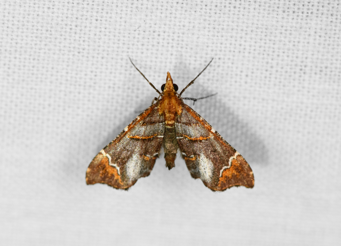 Psaliodes sp., Ot&uacute;n Quimbaya Fauna and Flora Sanctuary, Colombia  Colombia,Colombia 2022,Geotagged,Ot&uacute;n Quimbaya Fauna and Flora Sanctuary,South America,Summer,World