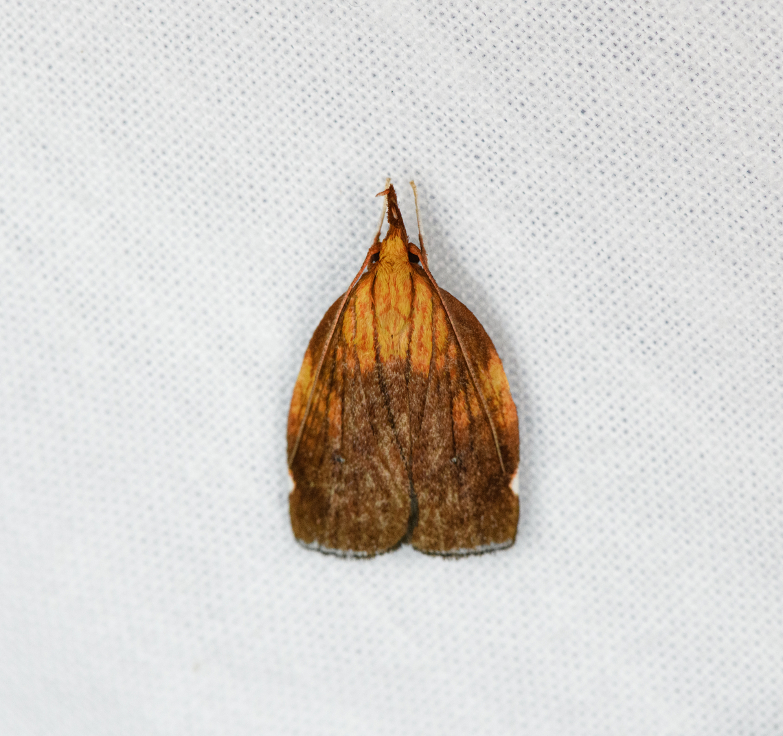 Sparganothini sp., Otún Quimbaya Fauna and Flora Sanctuary, Colombia  Colombia,Colombia 2022,Geotagged,Otún Quimbaya Fauna and Flora Sanctuary,South America,Summer,World