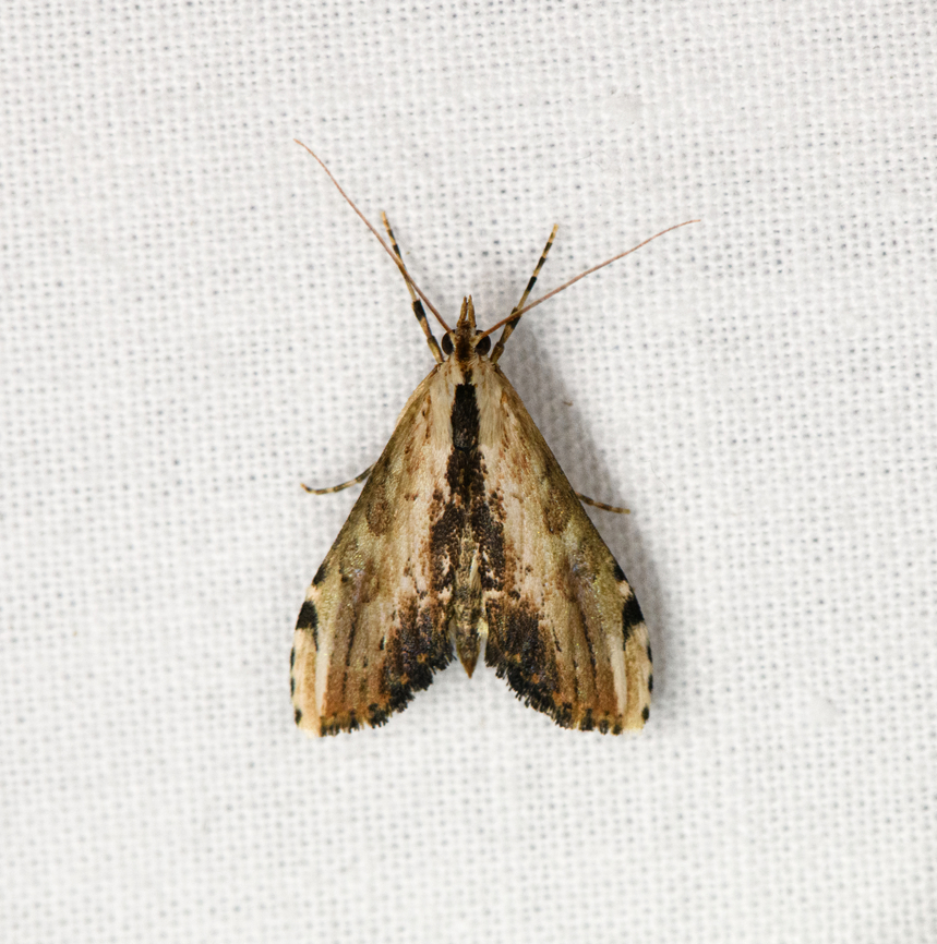 Unknown moth, Otún Quimbaya Fauna and Flora Sanctuary, Colombia  Colombia,Colombia 2022,Geotagged,Otún Quimbaya Fauna and Flora Sanctuary,South America,Summer,World