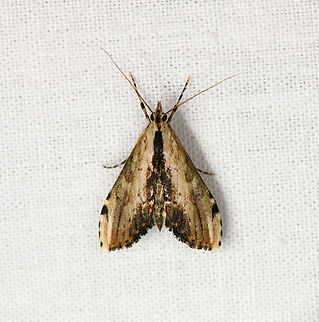 Unknown moth, Ot&uacute;n Quimbaya Fauna and Flora Sanctuary, Colombia  Colombia,Colombia 2022,Geotagged,Ot&uacute;n Quimbaya Fauna and Flora Sanctuary,South America,Summer,World