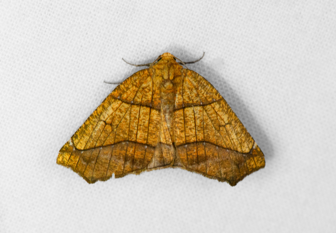 Periclina syctaria 2, Ot&uacute;n Quimbaya Fauna and Flora Sanctuary, Colombia Tentative ID as it's a very variable species. Colombia,Colombia 2022,Geotagged,Ot&uacute;n Quimbaya Fauna and Flora Sanctuary,Periclina syctaria,South America,Summer,World