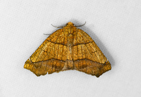 Periclina syctaria 2, Ot&uacute;n Quimbaya Fauna and Flora Sanctuary, Colombia Tentative ID as it's a very variable species. Colombia,Colombia 2022,Geotagged,Ot&uacute;n Quimbaya Fauna and Flora Sanctuary,Periclina syctaria,South America,Summer,World