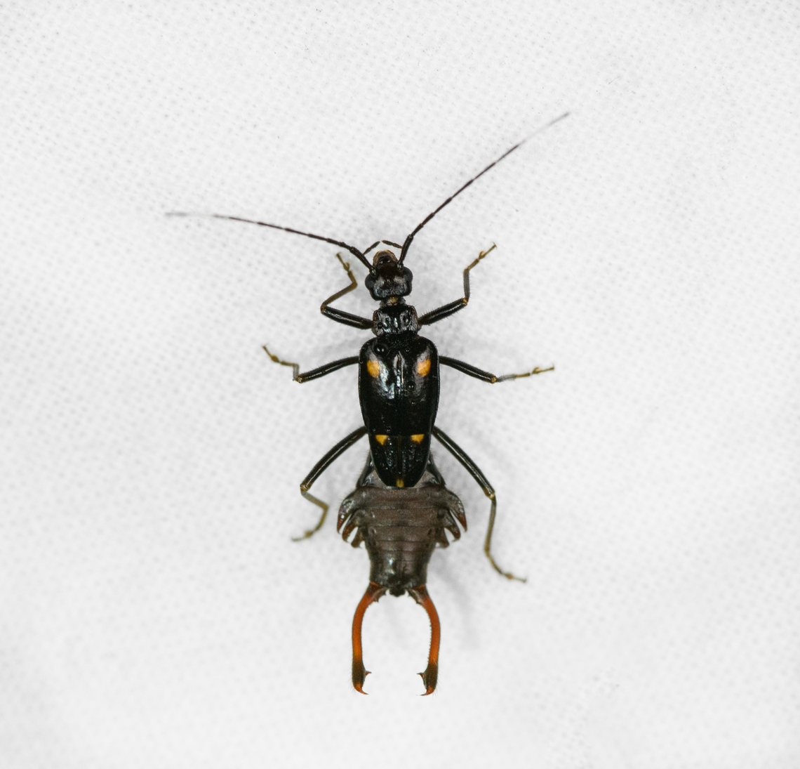 Ancistrogaster sp., Otún Quimbaya Fauna and Flora Sanctuary, Colombia  Colombia,Colombia 2022,Geotagged,Otún Quimbaya Fauna and Flora Sanctuary,South America,Summer,World