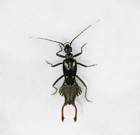 Ancistrogaster sp., Otún Quimbaya Fauna and Flora Sanctuary, Colombia  Colombia,Colombia 2022,Geotagged,Otún Quimbaya Fauna and Flora Sanctuary,South America,Summer,World