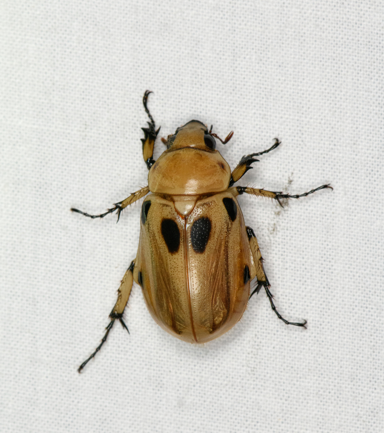 Ancognatha vulgaris, Ot&uacute;n Quimbaya Fauna and Flora Sanctuary, Colombia  Ancognatha vulgaris,Colombia,Colombia 2022,Geotagged,Ot&uacute;n Quimbaya Fauna and Flora Sanctuary,South America,Summer,World