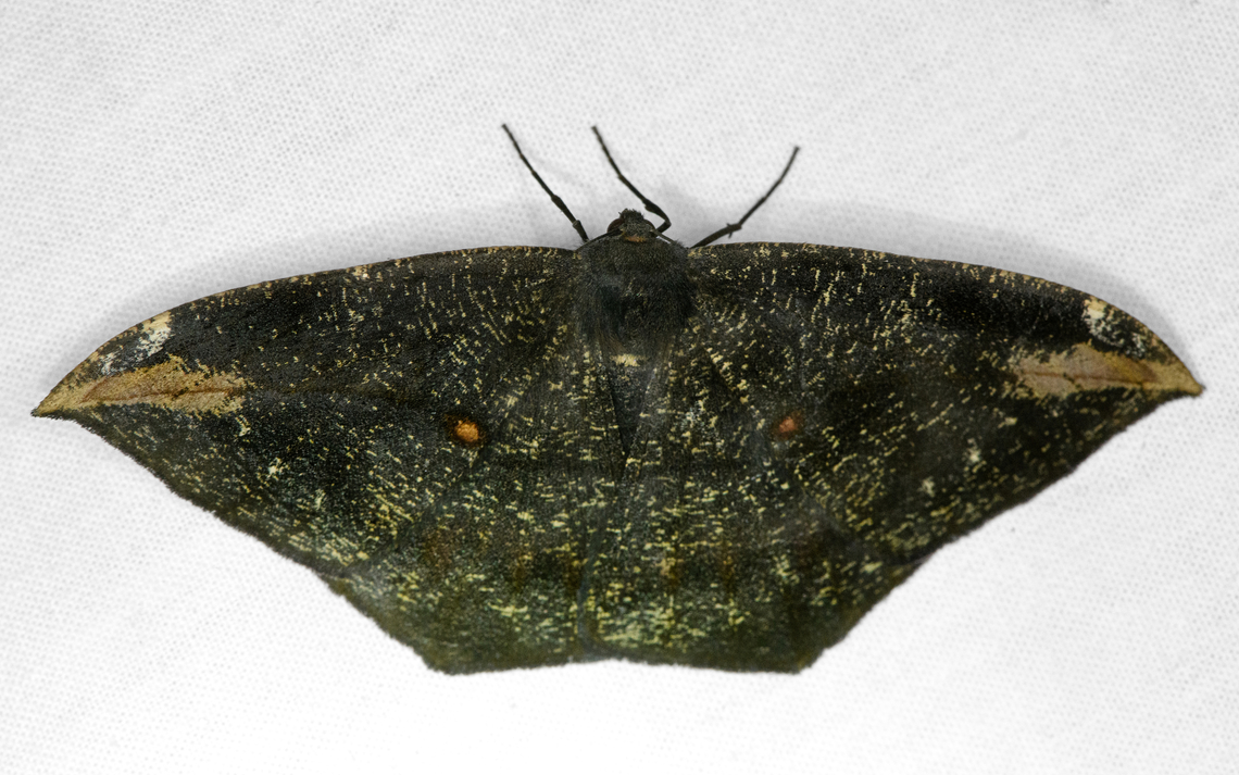 Oxydia herbertina, Ot&uacute;n Quimbaya Fauna and Flora Sanctuary, Colombia  Colombia,Colombia 2022,Geotagged,Ot&uacute;n Quimbaya Fauna and Flora Sanctuary,Oxydia herbertina,South America,Summer,World