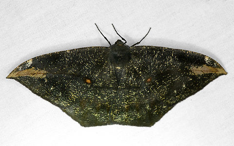 Oxydia herbertina, Ot&uacute;n Quimbaya Fauna and Flora Sanctuary, Colombia  Colombia,Colombia 2022,Geotagged,Ot&uacute;n Quimbaya Fauna and Flora Sanctuary,Oxydia herbertina,South America,Summer,World