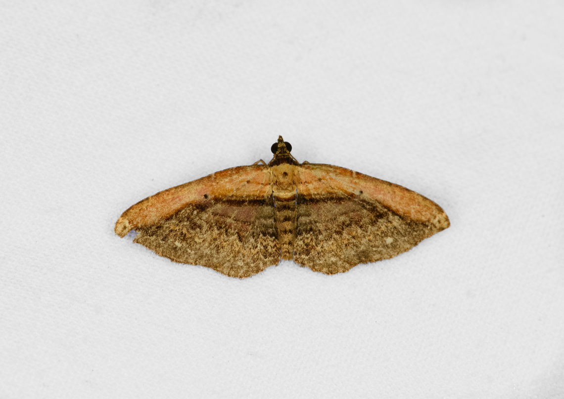 Unknown geometer moth, Ot&uacute;n Quimbaya Fauna and Flora Sanctuary, Colombia Possibly Selenisa sp. Colombia,Colombia 2022,Geotagged,Ot&uacute;n Quimbaya Fauna and Flora Sanctuary,South America,Summer,World