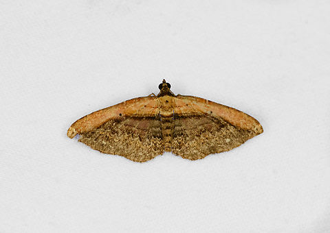 Unknown geometer moth, Ot&uacute;n Quimbaya Fauna and Flora Sanctuary, Colombia Possibly Selenisa sp. Colombia,Colombia 2022,Geotagged,Ot&uacute;n Quimbaya Fauna and Flora Sanctuary,South America,Summer,World