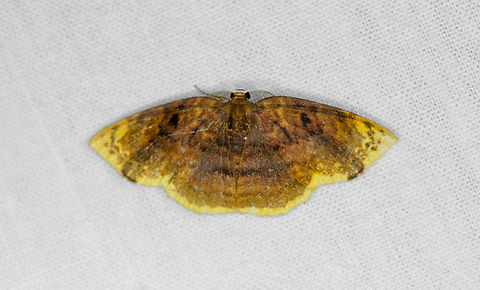 Eois sp.? Ot&uacute;n Quimbaya Fauna and Flora Sanctuary, Colombia  Colombia,Colombia 2022,Geotagged,Ot&uacute;n Quimbaya Fauna and Flora Sanctuary,South America,Summer,World