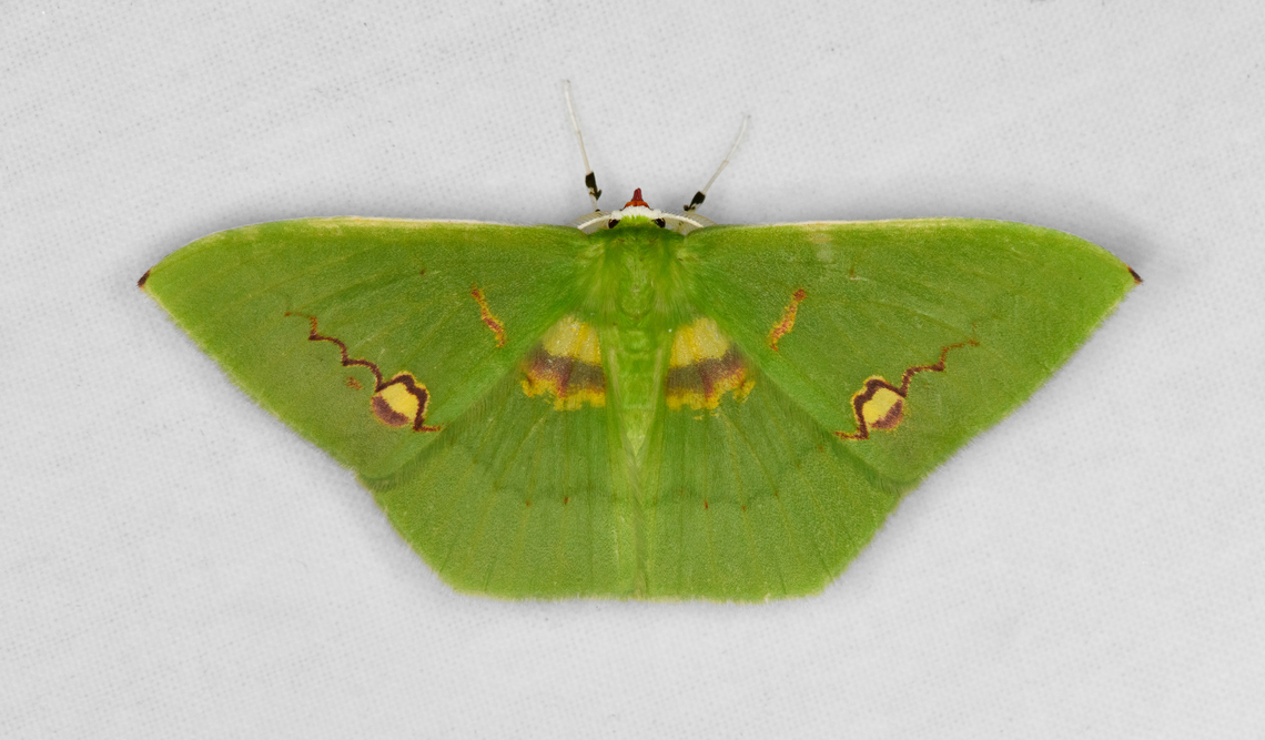 Rhodochlora brunneipalpis, Otún Quimbaya Fauna and Flora Sanctuary, Colombia  Colombia,Colombia 2022,Geotagged,Otún Quimbaya Fauna and Flora Sanctuary,Rhodochlora brunneipalpis,South America,Summer,World