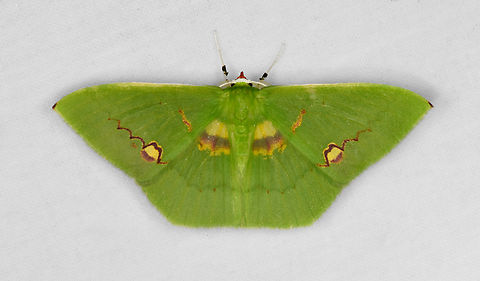 Rhodochlora brunneipalpis, Ot&uacute;n Quimbaya Fauna and Flora Sanctuary, Colombia  Colombia,Colombia 2022,Geotagged,Ot&uacute;n Quimbaya Fauna and Flora Sanctuary,Rhodochlora brunneipalpis,South America,Summer,World