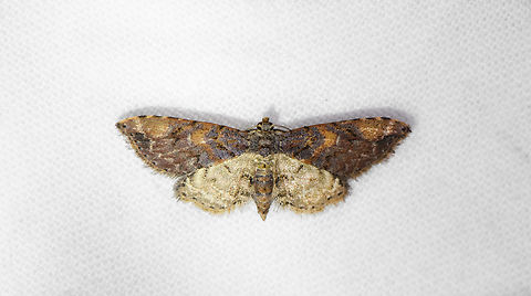 Small moth, Otún Quimbaya Fauna and Flora Sanctuary, Colombia  Colombia,Colombia 2022,Geotagged,Otún Quimbaya Fauna and Flora Sanctuary,South America,Summer,World