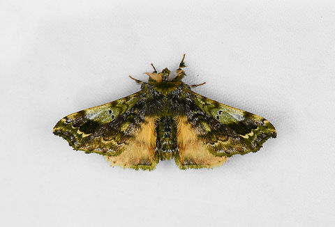 Quentalia sp., Ot&uacute;n Quimbaya Fauna and Flora Sanctuary, Colombia Quentalia subumbrata comes close, but not sure it's a a full match. Colombia,Colombia 2022,Geotagged,Ot&uacute;n Quimbaya Fauna and Flora Sanctuary,South America,Summer,World