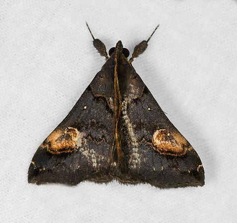 Scopifera lycagusalis, Otún Quimbaya Fauna and Flora Sanctuary, Colombia  Colombia,Colombia 2022,Geotagged,Otún Quimbaya Fauna and Flora Sanctuary,Scopifera lycagusalis,South America,Summer,World