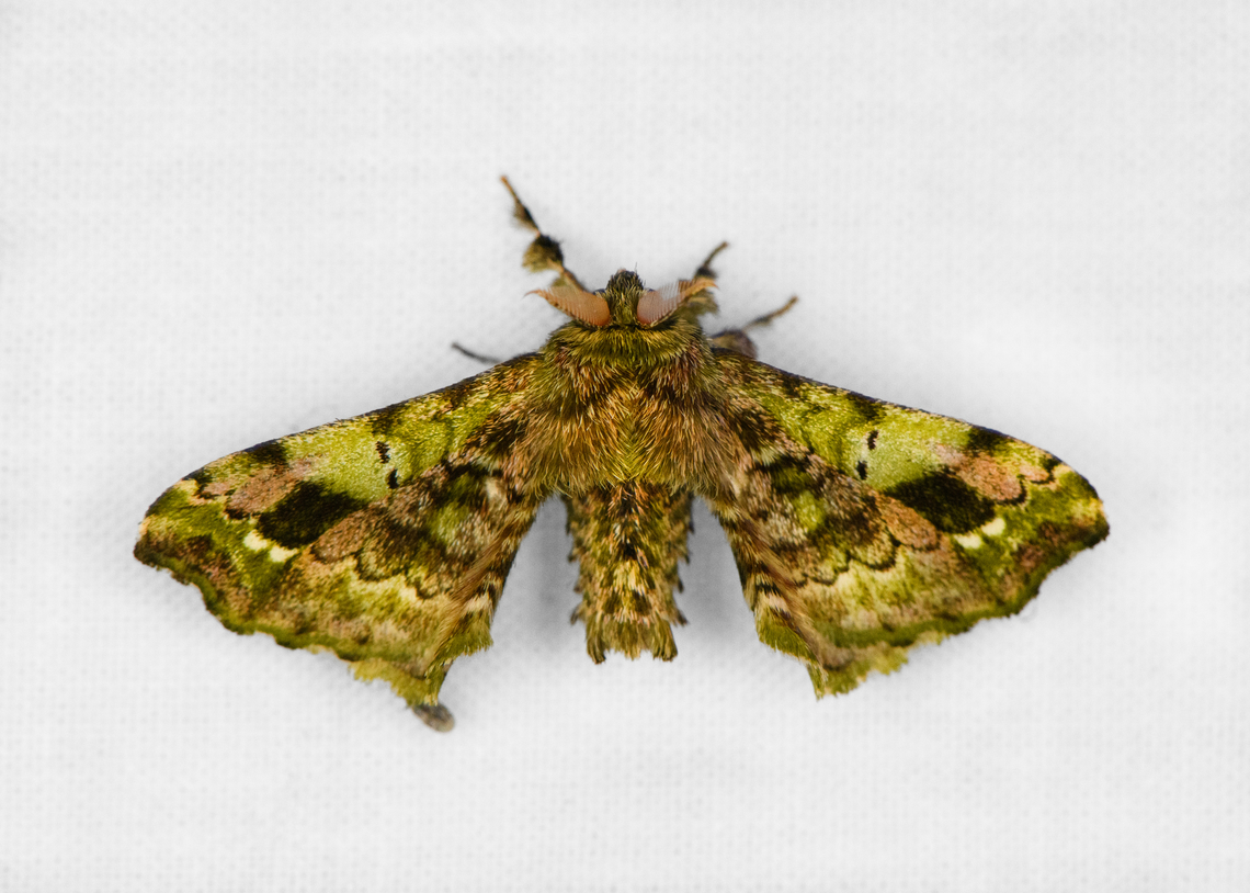 Quentalia intranea, Otún Quimbaya Fauna and Flora Sanctuary, Colombia Reference used: <a href="https://leps.fieldguide.ai/figure/62c8f2bd2815fc41389efd51/detail?profile=figures&amp;category=59bb36d7929d3d10ea9f0c03" rel="nofollow">https://leps.fieldguide.ai/figure/62c8f2bd2815fc41389efd51/detail?profile=figures&amp;category=59bb36d7929d3d10ea9f0c03</a> Colombia,Colombia 2022,Geotagged,Otún Quimbaya Fauna and Flora Sanctuary,Quentalia intranea,South America,Summer,World