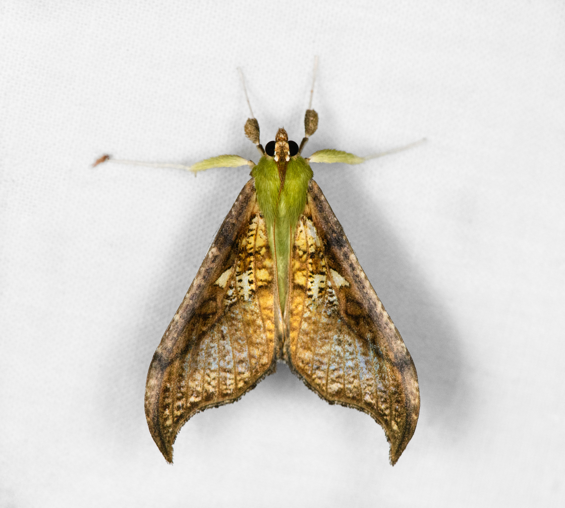 Megaphysa herbiferalis, Otún Quimbaya Fauna and Flora Sanctuary, Colombia  Colombia,Colombia 2022,Geotagged,Megaphysa,Megaphysa herbiferalis,Otún Quimbaya Fauna and Flora Sanctuary,South America,Summer,World