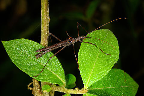 Large Stick insect, Otún Quimbaya Fauna and Flora Sanctuary, Colombia  Colombia,Colombia 2022,Geotagged,Otún Quimbaya Fauna and Flora Sanctuary,South America,Summer,World