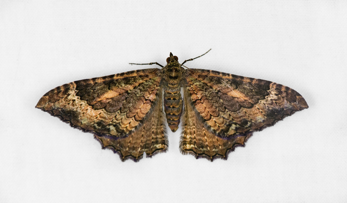 Carpet moth, Otún Quimbaya Fauna and Flora Sanctuary, Colombia  Colombia,Colombia 2022,Geometridae,Geotagged,Otún Quimbaya Fauna and Flora Sanctuary,South America,Summer,World