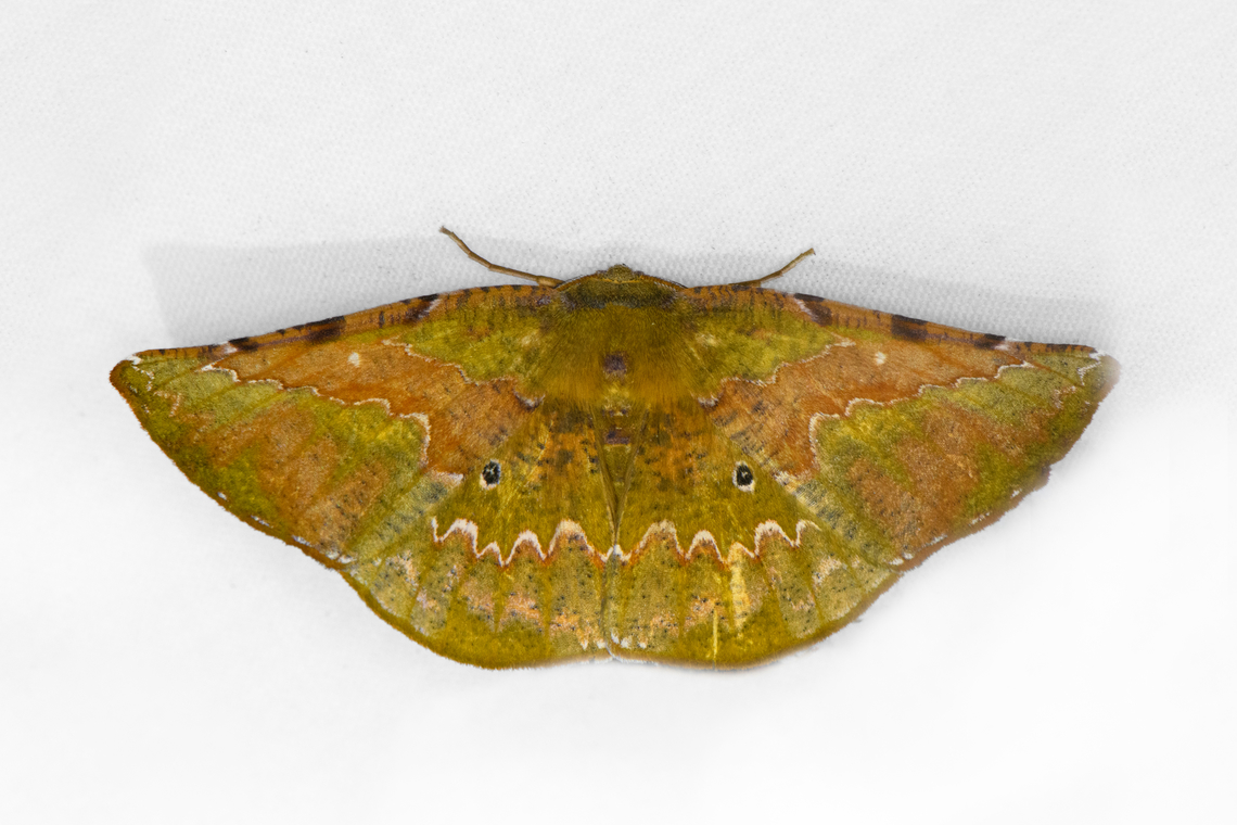 Acrotomia mucia, Ot&uacute;n Quimbaya Fauna and Flora Sanctuary, Colombia  Acrotomia mucia,Colombia,Colombia 2022,Geotagged,Ot&uacute;n Quimbaya Fauna and Flora Sanctuary,South America,Summer,World