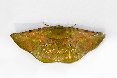 Acrotomia mucia, Ot&uacute;n Quimbaya Fauna and Flora Sanctuary, Colombia  Acrotomia mucia,Colombia,Colombia 2022,Geotagged,Ot&uacute;n Quimbaya Fauna and Flora Sanctuary,South America,Summer,World