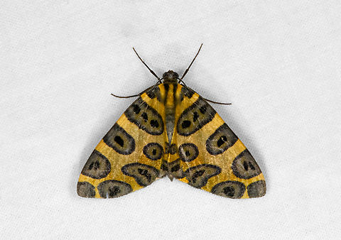 Pantherodes pardalaria, Otún Quimbaya Fauna and Flora Sanctuary, Colombia  Colombia,Colombia 2022,Geotagged,Otún Quimbaya Fauna and Flora Sanctuary,Pantherodes pardalaria,South America,Summer,World