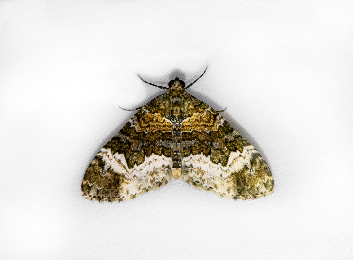 Euphyia sp., Ot&uacute;n Quimbaya Fauna and Flora Sanctuary, Colombia  Colombia,Colombia 2022,Geotagged,Ot&uacute;n Quimbaya Fauna and Flora Sanctuary,South America,Summer,World