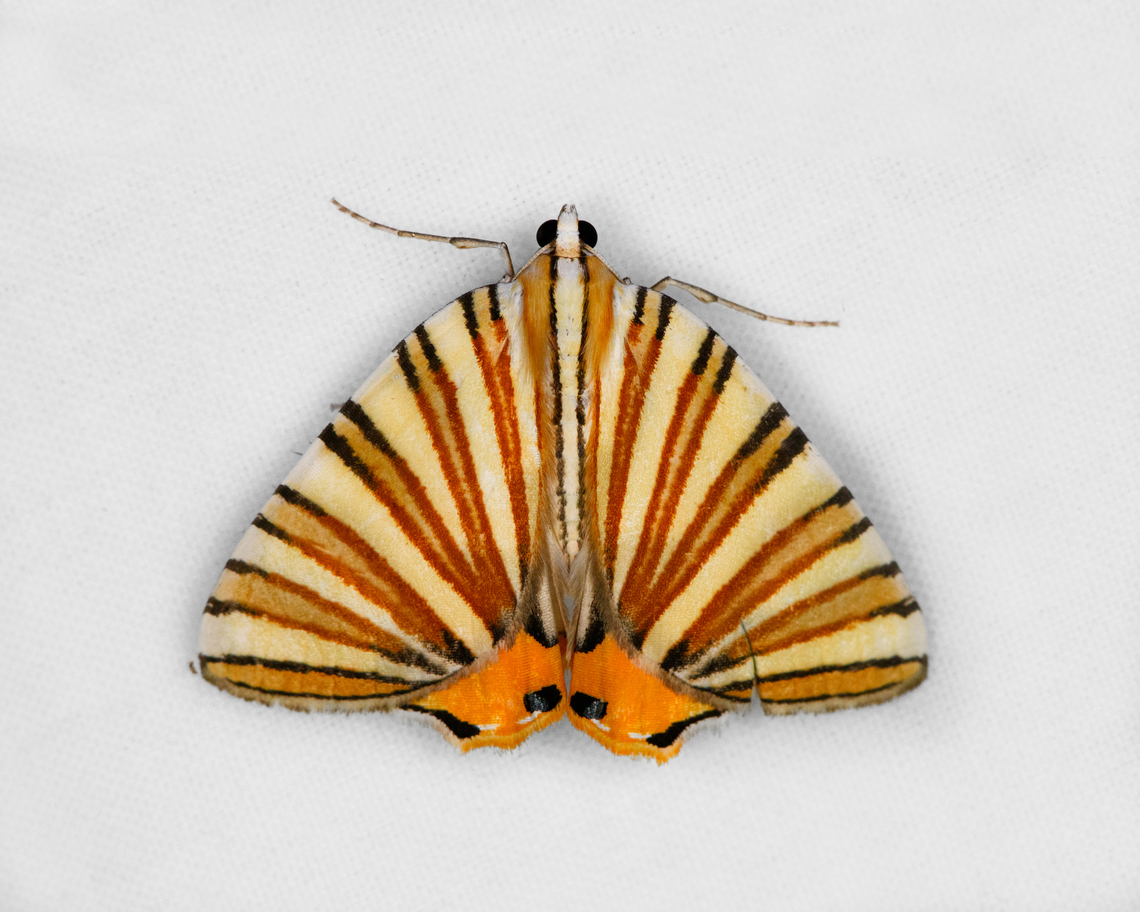 Pityeja histrionaria, Otún Quimbaya Fauna and Flora Sanctuary, Colombia  Colombia,Colombia 2022,Geotagged,Otún Quimbaya Fauna and Flora Sanctuary,Pityeja histrionaria,South America,Summer,World