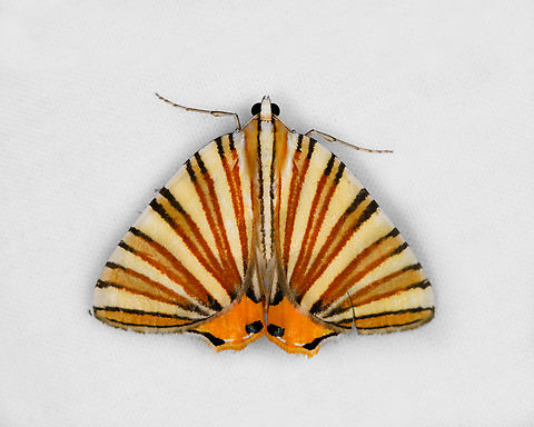 Pityeja histrionaria, Otún Quimbaya Fauna and Flora Sanctuary, Colombia  Colombia,Colombia 2022,Geotagged,Otún Quimbaya Fauna and Flora Sanctuary,Pityeja histrionaria,South America,Summer,World