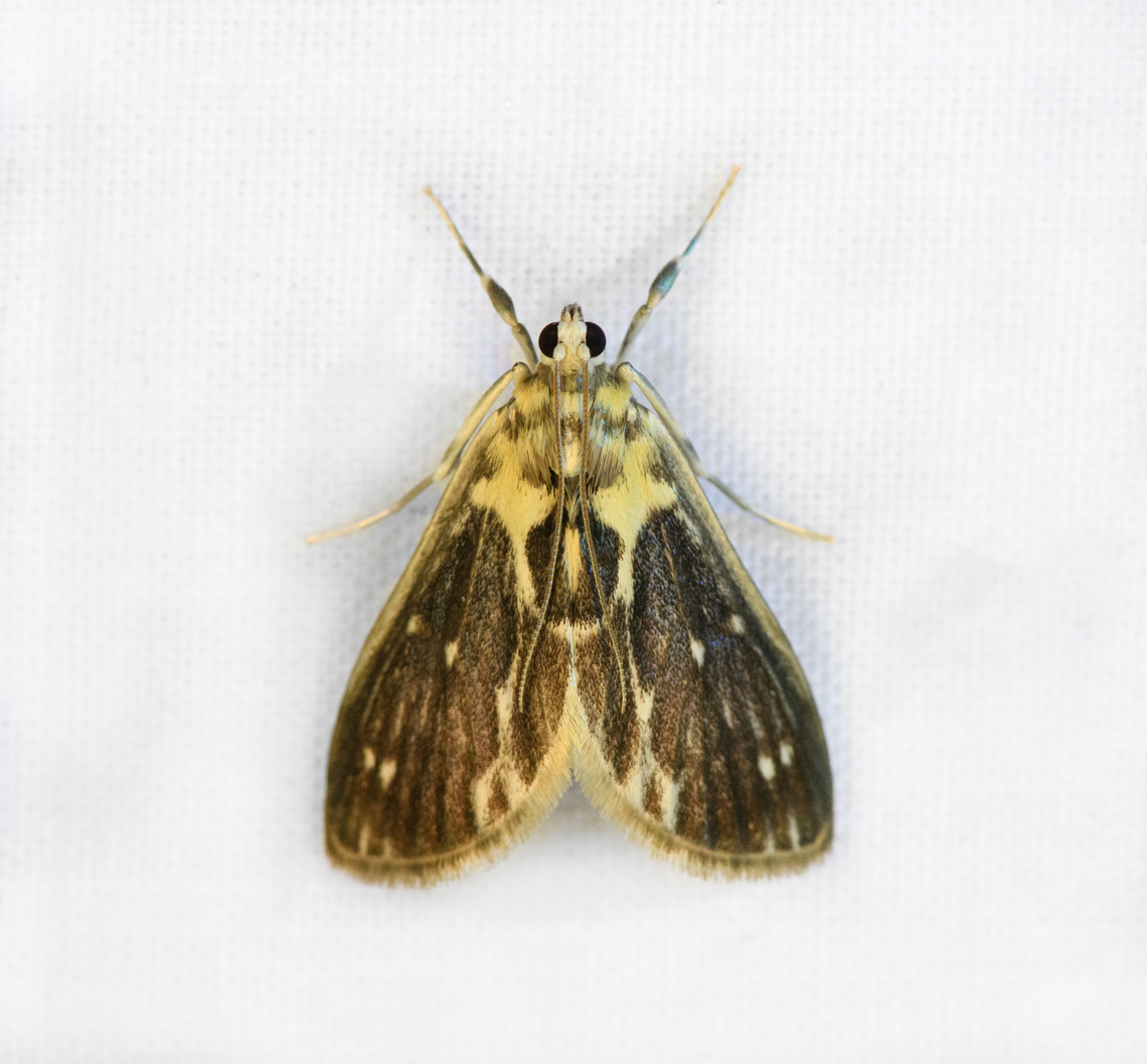 Unknown brown/yellow moth, Otún Quimbaya Fauna and Flora Sanctuary, Colombia  Colombia,Colombia 2022,Geotagged,Otún Quimbaya Fauna and Flora Sanctuary,South America,Summer,World
