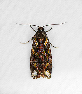 Leafroller moth, Ot&uacute;n Quimbaya Fauna and Flora Sanctuary, Colombia  Colombia,Colombia 2022,Geotagged,Ot&uacute;n Quimbaya Fauna and Flora Sanctuary,South America,Summer,Tortricidae,World