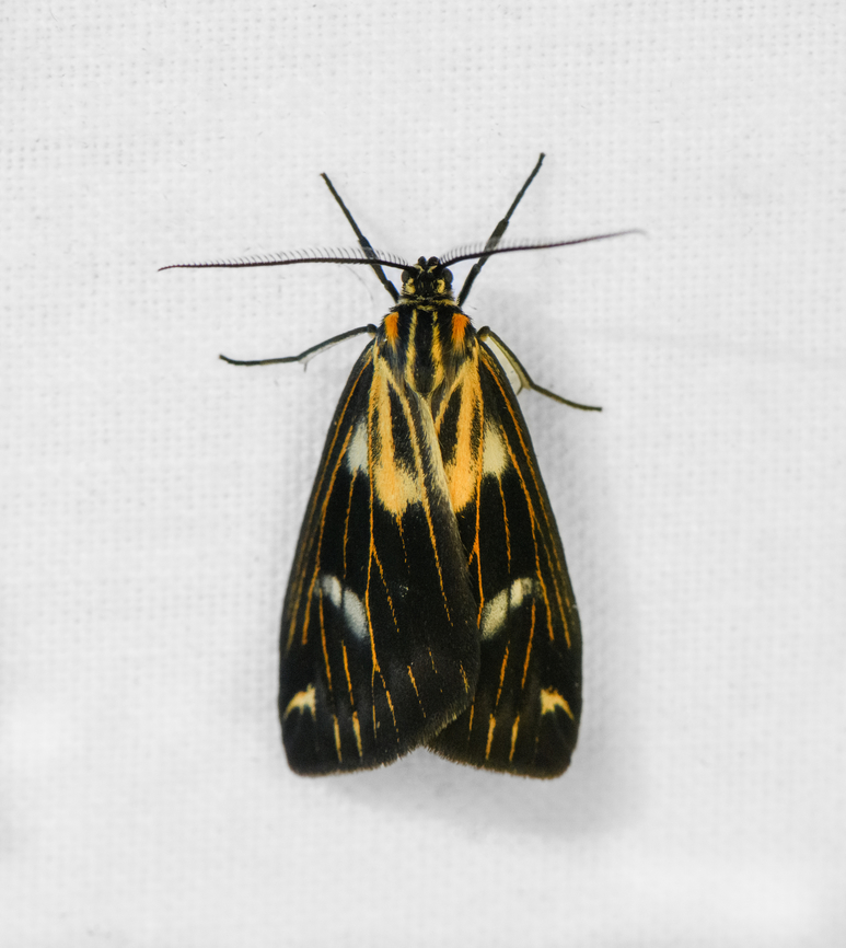 Polypoetes sp., Ot&uacute;n Quimbaya Fauna and Flora Sanctuary, Colombia  Colombia,Colombia 2022,Geotagged,Ot&uacute;n Quimbaya Fauna and Flora Sanctuary,South America,Summer,World