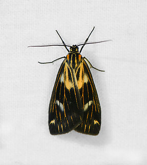 Polypoetes sp., Ot&uacute;n Quimbaya Fauna and Flora Sanctuary, Colombia  Colombia,Colombia 2022,Geotagged,Ot&uacute;n Quimbaya Fauna and Flora Sanctuary,South America,Summer,World