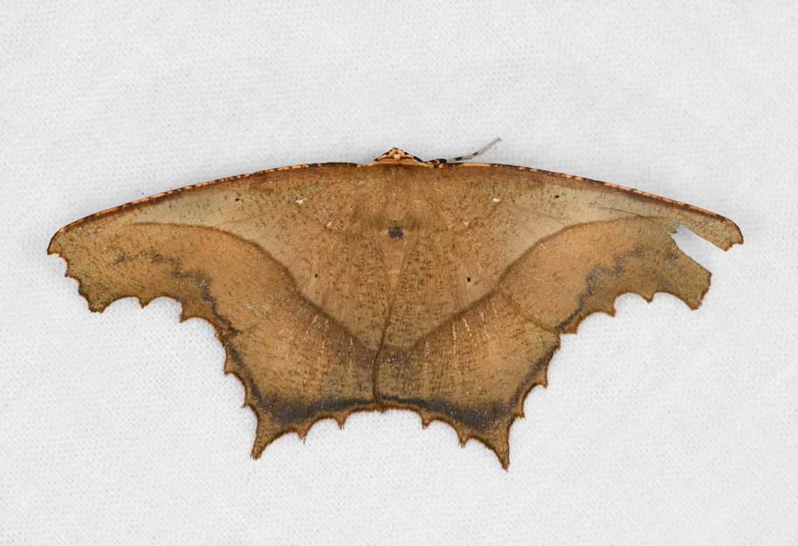 Eutomopepla rogenhoferi, Ot&uacute;n Quimbaya Fauna and Flora Sanctuary, Colombia  Colombia,Colombia 2022,Eutomopepla rogenhoferi,Geotagged,Ot&uacute;n Quimbaya Fauna and Flora Sanctuary,Saw-edged Anglewing,South America,Summer,World