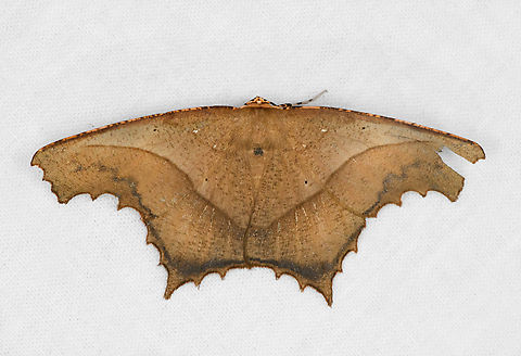 Eutomopepla rogenhoferi, Ot&uacute;n Quimbaya Fauna and Flora Sanctuary, Colombia  Colombia,Colombia 2022,Eutomopepla rogenhoferi,Geotagged,Ot&uacute;n Quimbaya Fauna and Flora Sanctuary,Saw-edged Anglewing,South America,Summer,World