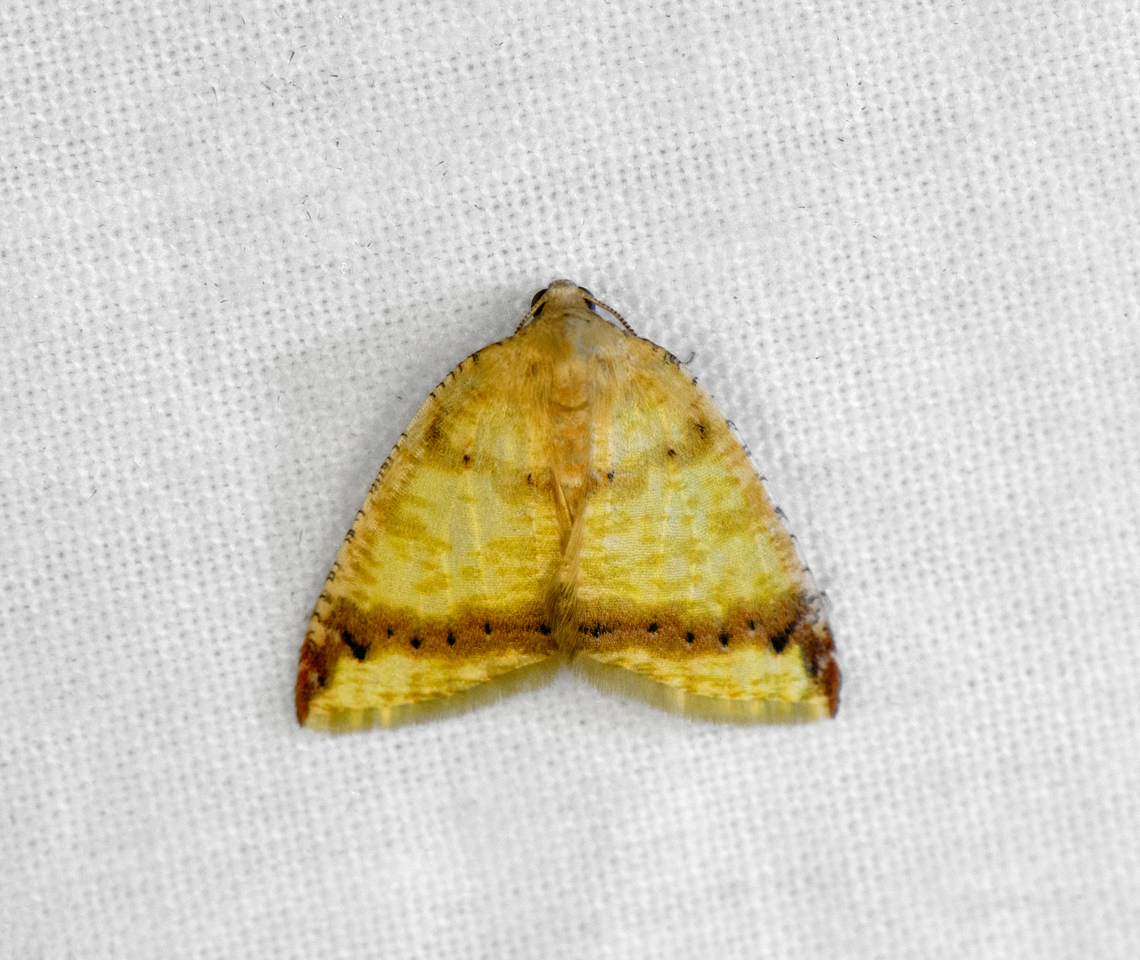 Wave moth, Otún Quimbaya Fauna and Flora Sanctuary, Colombia  Colombia,Colombia 2022,Geotagged,Otún Quimbaya Fauna and Flora Sanctuary,South America,Summer,World