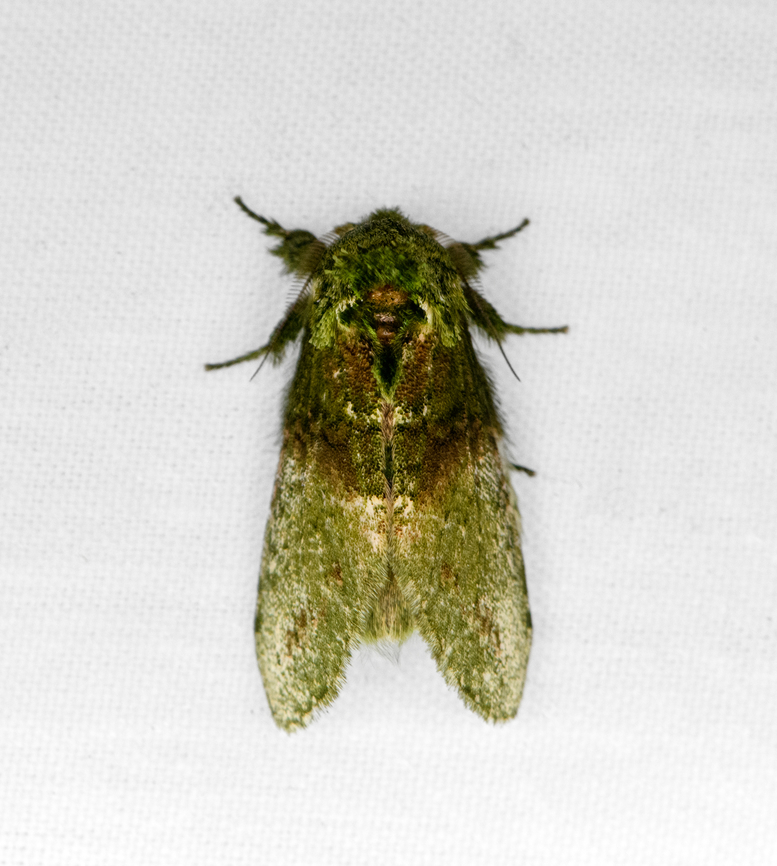 Prominent moth 2, Otún Quimbaya Fauna and Flora Sanctuary, Colombia Possibly Disphragis sp. Colombia,Colombia 2022,Geotagged,Notodontidae,Otún Quimbaya Fauna and Flora Sanctuary,South America,Summer,World