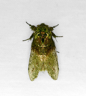 Prominent moth 2, Otún Quimbaya Fauna and Flora Sanctuary, Colombia Possibly Disphragis sp. Colombia,Colombia 2022,Geotagged,Notodontidae,Otún Quimbaya Fauna and Flora Sanctuary,South America,Summer,World