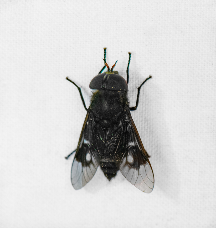 Dark Horsefly  Colombia,Colombia 2022,Geotagged,Otún Quimbaya Fauna and Flora Sanctuary,South America,Summer,Tabanidae,World