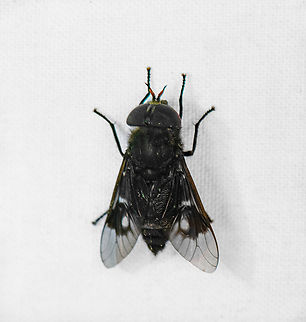 Dark Horsefly  Colombia,Colombia 2022,Geotagged,Otún Quimbaya Fauna and Flora Sanctuary,South America,Summer,Tabanidae,World