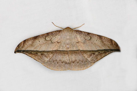 Oxydia augusta 2, Ot&uacute;n Quimbaya Fauna and Flora Sanctuary, Colombia  Colombia,Colombia 2022,Geotagged,Ot&uacute;n Quimbaya Fauna and Flora Sanctuary,Oxydia augusta,South America,Summer,World