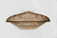 Oxydia augusta 2, Ot&uacute;n Quimbaya Fauna and Flora Sanctuary, Colombia  Colombia,Colombia 2022,Geotagged,Ot&uacute;n Quimbaya Fauna and Flora Sanctuary,Oxydia augusta,South America,Summer,World