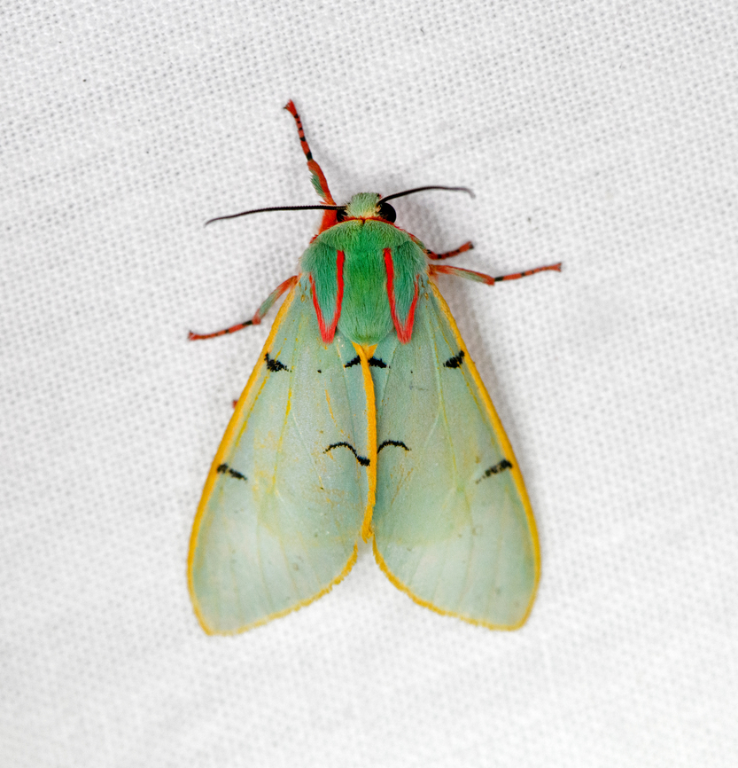 Chlorhoda thoracica, Ot&uacute;n Quimbaya Fauna and Flora Sanctuary, Colombia Last moth of this session at Ot&uacute;n Quimbaya Fauna and Flora Sanctuary. Chlorhoda thoracica,Colombia,Colombia 2022,Geotagged,Ot&uacute;n Quimbaya Fauna and Flora Sanctuary,South America,Summer,World