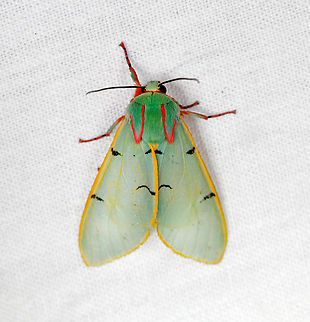 Chlorhoda thoracica, Otún Quimbaya Fauna and Flora Sanctuary, Colombia Last moth of this session at Otún Quimbaya Fauna and Flora Sanctuary. Chlorhoda thoracica,Colombia,Colombia 2022,Geotagged,Otún Quimbaya Fauna and Flora Sanctuary,South America,Summer,World