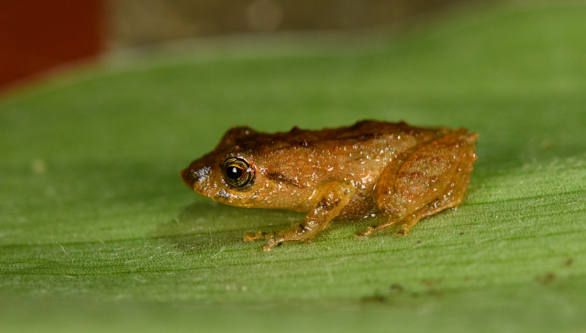 Pristimantis palmeri, Otún Quimbaya Fauna and Flora Sanctuary, Colombia Tentative ID based on this being the only Pristimantis species commonly reported in the area. Will try to verify the correctness. Colombia,Colombia 2022,Geotagged,Otún Quimbaya Fauna and Flora Sanctuary,Pristimantis palmeri,South America,Summer,World