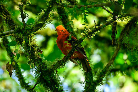 Andean cock-of-the-rock, Otún Quimbaya Fauna and Flora Sanctuary, Colombia A surprise encounter, we were not even looking for it. Andean cock-of-the-rock,Colombia,Colombia 2022,Fall,Geotagged,Otún Quimbaya Fauna and Flora Sanctuary,Rupicola peruvianus,South America,World