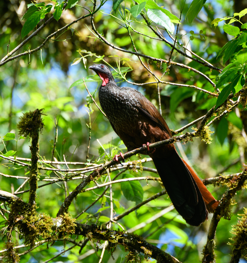 Cauca guan, Otún Quimbaya Fauna and Flora Sanctuary, Colombia A rare bird with a tiny population, but in Ot&uacute;n Quimbaya it can be reliably seen. It is quite large and noisy, it&#039;s just hard to get an open shot.<br />
<figure class="photo"><a href="https://www.jungledragon.com/image/148357/cauca_guan_-_perched_otn_quimbaya_fauna_and_flora_sanctuary_colombia.html" title="Cauca guan - perched, Ot&uacute;n Quimbaya Fauna and Flora Sanctuary, Colombia"><img src="https://s3.amazonaws.com/media.jungledragon.com/images/2/148357_thumb.jpg?AWSAccessKeyId=05GMT0V3GWVNE7GGM1R2&Expires=1759968010&Signature=%2FudBiH7EskBvf4Pi02hLJzK%2Fld8%3D" width="200" height="134" alt="Cauca guan - perched, Ot&uacute;n Quimbaya Fauna and Flora Sanctuary, Colombia A rare bird with a tiny population, but in Ot&uacute;n Quimbaya it can be reliably seen. It is quite large and noisy, it&#039;s just hard to get an open shot.<br />
https://www.jungledragon.com/image/148355/cauca_guan_otn_quimbaya_fauna_and_flora_sanctuary_colombia.html<br />
https://www.jungledragon.com/image/148356/cauca_guan_-_side_view_otn_quimbaya_fauna_and_flora_sanctuary_colombia.html Cauca guan,Colombia,Colombia 2022,Fall,Geotagged,Ot&uacute;n Quimbaya Fauna and Flora Sanctuary,Penelope perspicax,South America,World" /></a></figure><br />
<figure class="photo"><a href="https://www.jungledragon.com/image/148356/cauca_guan_-_side_view_otn_quimbaya_fauna_and_flora_sanctuary_colombia.html" title="Cauca guan - side view, Ot&uacute;n Quimbaya Fauna and Flora Sanctuary, Colombia"><img src="https://s3.amazonaws.com/media.jungledragon.com/images/2/148356_thumb.jpg?AWSAccessKeyId=05GMT0V3GWVNE7GGM1R2&Expires=1759968010&Signature=yHyBCszj0LxAGcdaBMo1gztWD3k%3D" width="200" height="134" alt="Cauca guan - side view, Ot&uacute;n Quimbaya Fauna and Flora Sanctuary, Colombia A rare bird with a tiny population, but in Ot&uacute;n Quimbaya it can be reliably seen. It is quite large and noisy, it&#039;s just hard to get an open shot.<br />
https://www.jungledragon.com/image/148357/cauca_guan_-_perched_otn_quimbaya_fauna_and_flora_sanctuary_colombia.html<br />
https://www.jungledragon.com/image/148355/cauca_guan_otn_quimbaya_fauna_and_flora_sanctuary_colombia.html Cauca guan,Colombia,Colombia 2022,Fall,Geotagged,Ot&uacute;n Quimbaya Fauna and Flora Sanctuary,Penelope perspicax,South America,World" /></a></figure> Cauca guan,Colombia,Colombia 2022,Fall,Geotagged,Otún Quimbaya Fauna and Flora Sanctuary,Penelope perspicax,South America,World